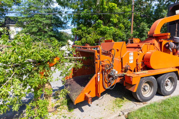 Large Tree Removal